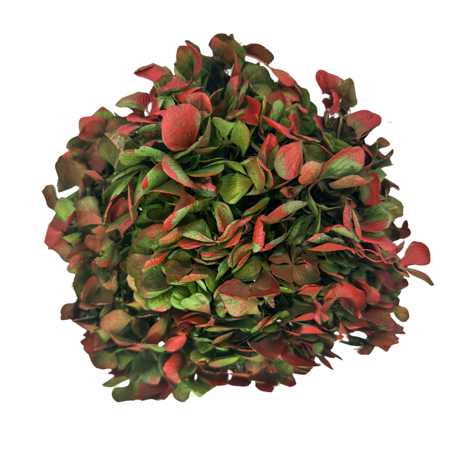 Preserved hydrangea bicolor green & red