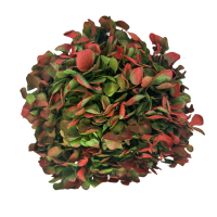 Preserved hydrangea bicolor green & red