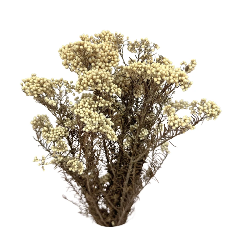 Kwiat ryżu (Ozothamnus) biały