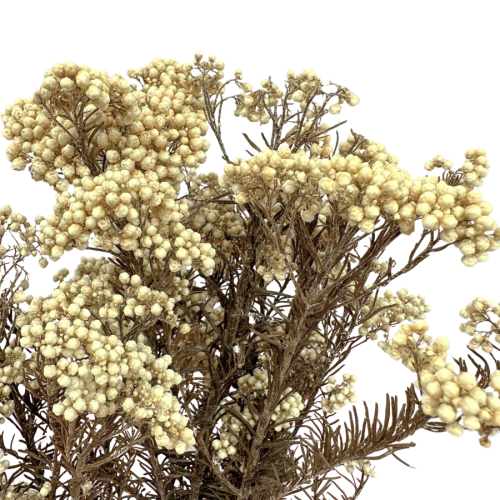 Kwiat ryżu (Ozothamnus) biały
