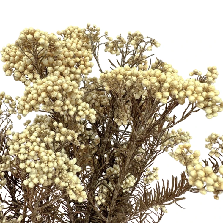 Kwiat ryżu (Ozothamnus) biały