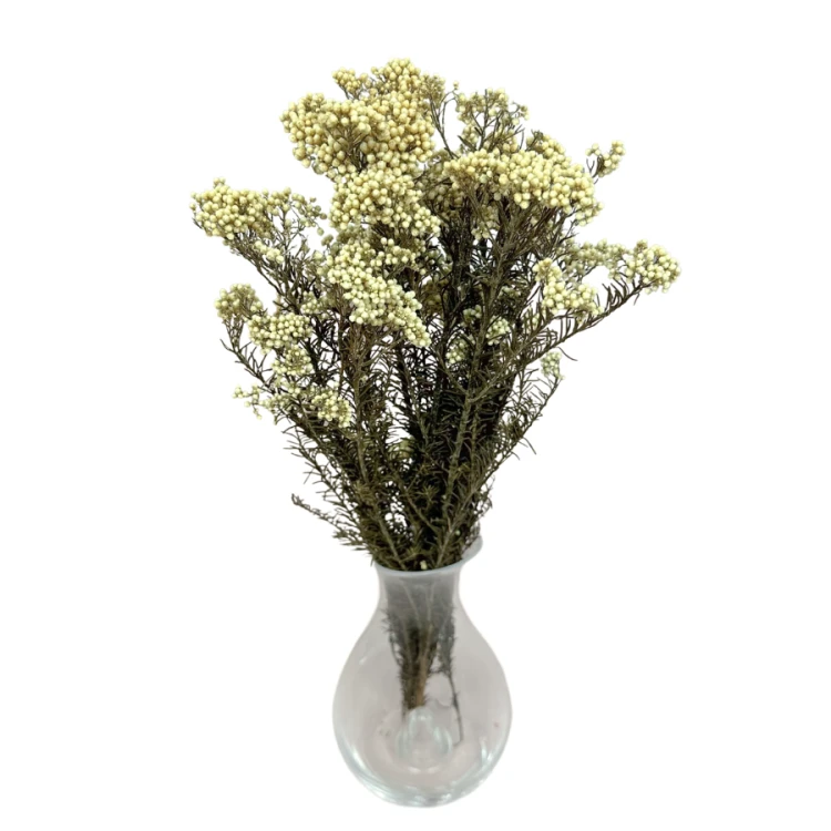 Kwiat ryżu (Ozothamnus) biały