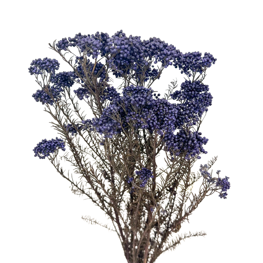 Rice flower (Ozothamnus) dark blue - bouquet