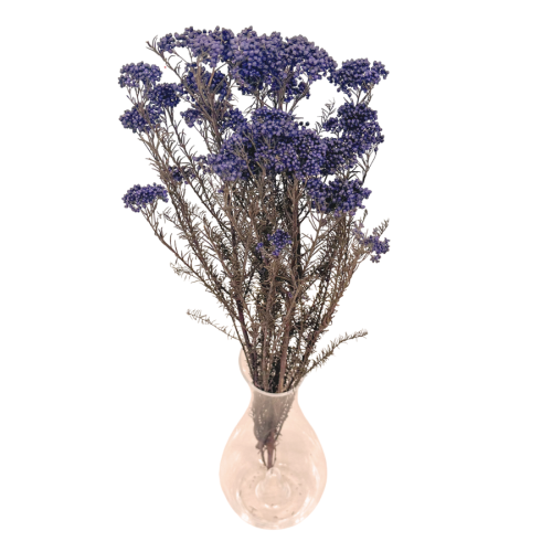 Kwiat ryżu (Ozothamnus) ciemnoniebieski
