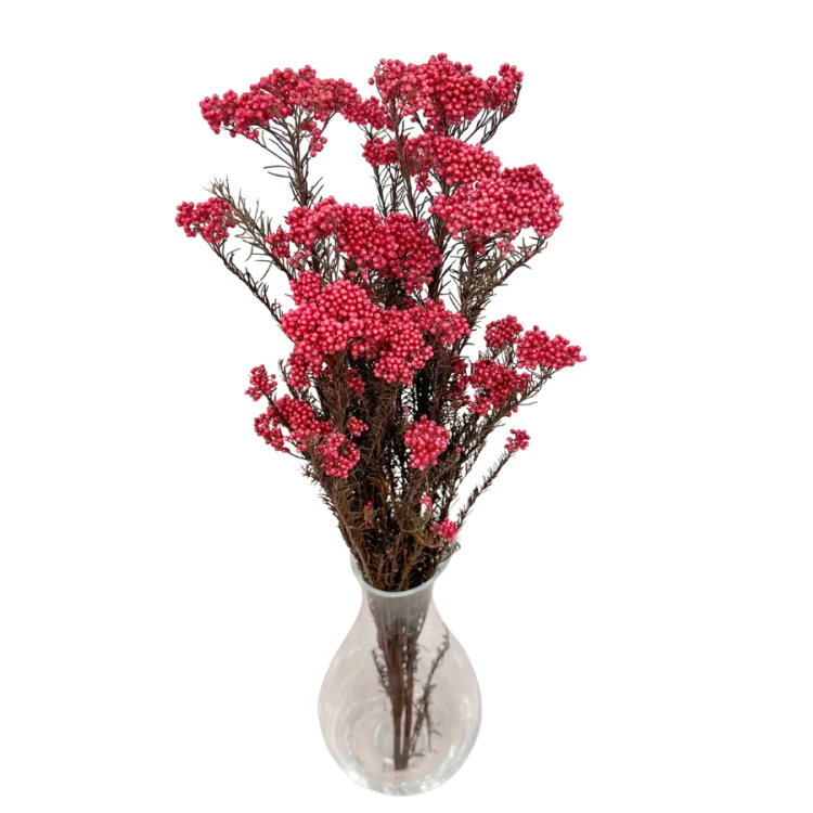 Kwiat ryżu (Ozothamnus) różowy