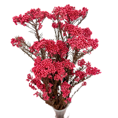 Rice flower (Ozothamnus) pink - bouquet