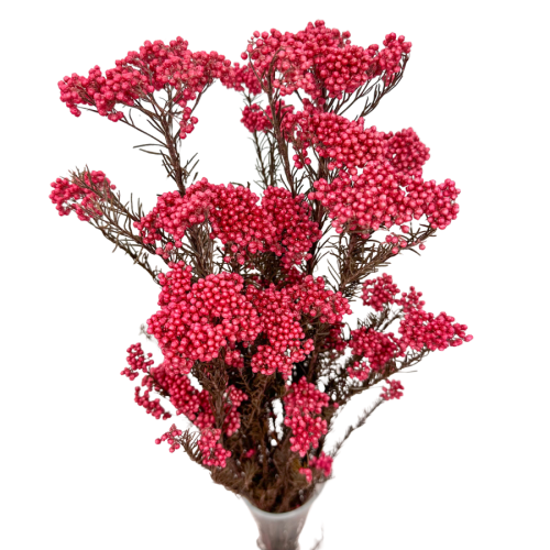 Kwiat ryżu (Ozothamnus) różowy