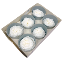 Preserved garde rose white - 6 pcs