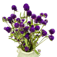 Violet gomphrena - dried flowers