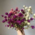 Gomfrena kulista fioletowa - suszone kwiaty bukiet