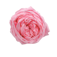 Preserved garden rose light pink - 6 pcs.