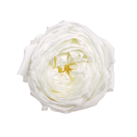 Preserved garden rose white - 1 pcs.