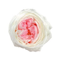Preserved garden rose white&pink - 1 pcs.