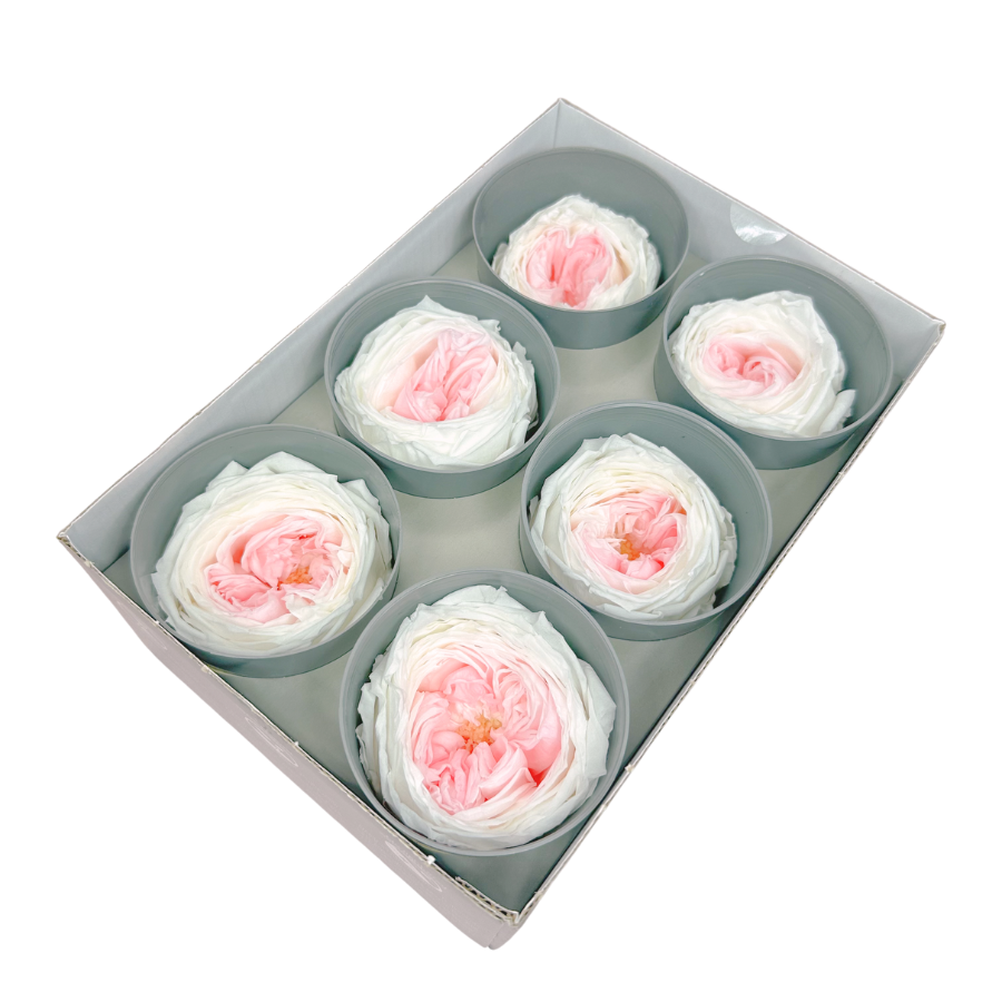 Preserved garde rose white&pink - 6 pcs.