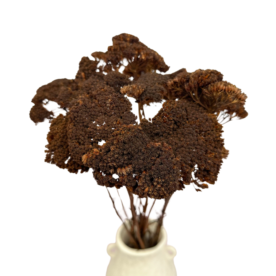 Dried brown achillea 