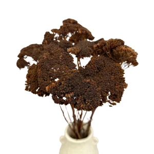 Dried brown achillea 