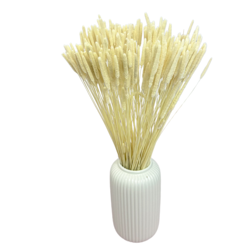 Suszone Phleum (tymotka) bielone 100g