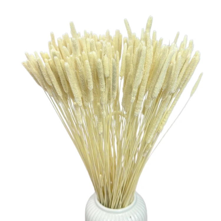 Suszone Phleum (tymotka) bielone 100g