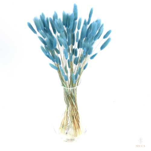 Lagurus niebieski (blue ivy)