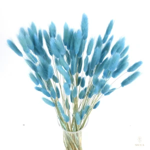 Lagurus niebieski (blue ivy) - dmuszek jajowaty - 70 szt. 