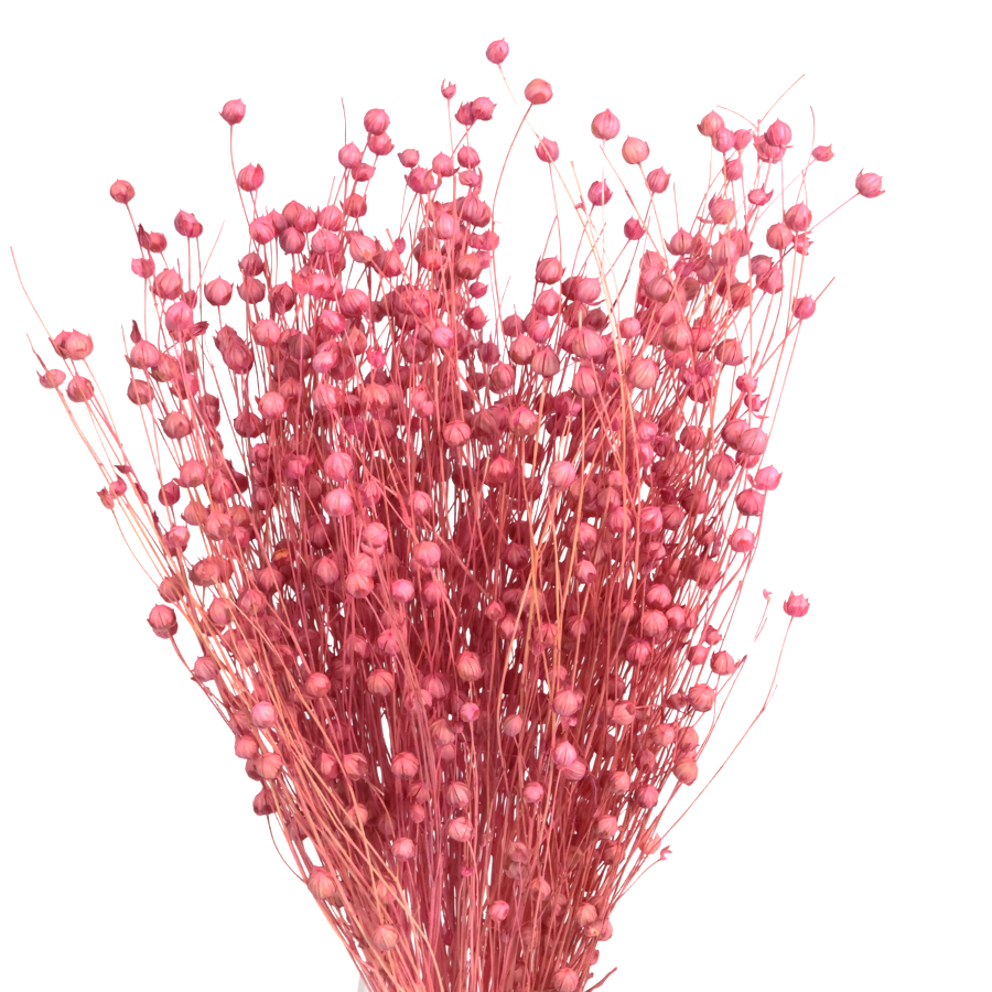 Pink flax 80g - dried flowers