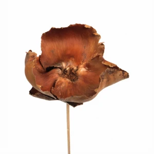 Walnut flower - palm cup natural
