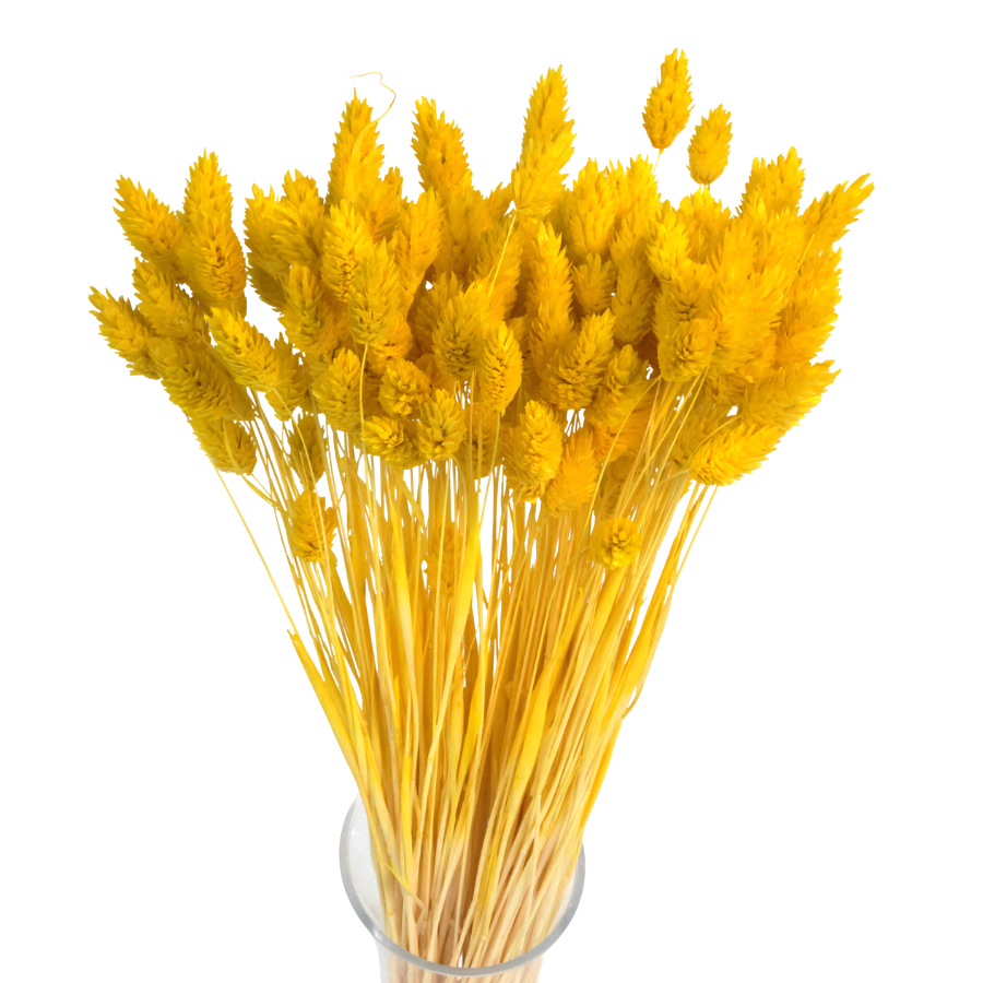 Phalaris dried yellow - canary grass - 90 pcs.