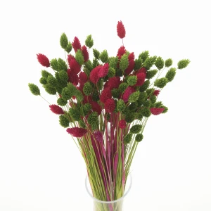 Dried grasses bouquet phalaris red & phalaris dark green