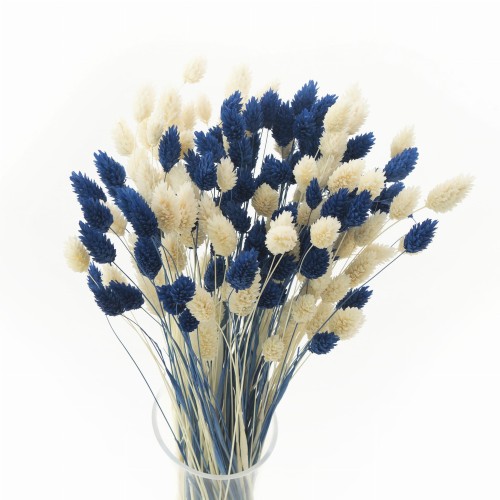 suszony phalaris
