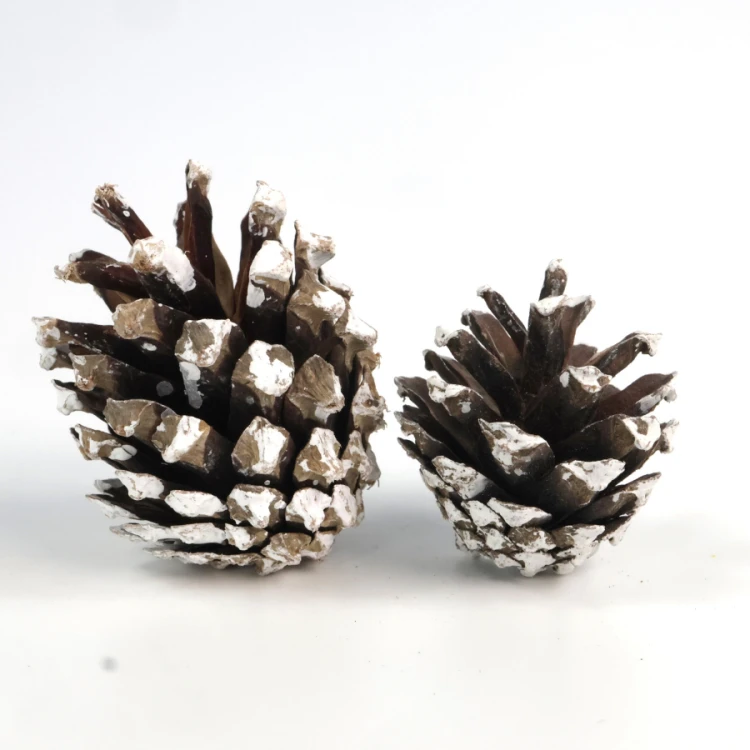 Suszone szyszki sosnowe (pine cone) frosted do dekoracji