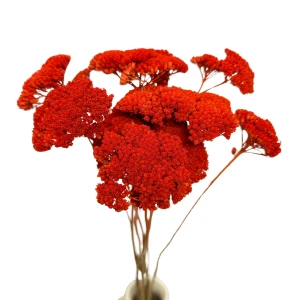 Dried orange achillea