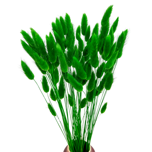 cziel.png