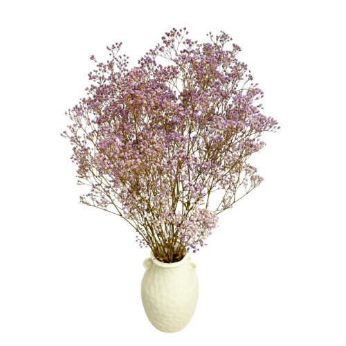 gipsr (3).png