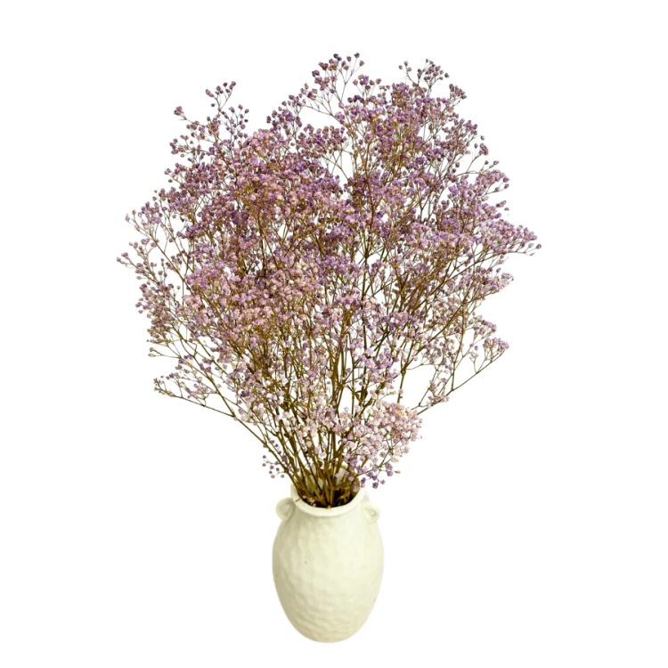 gipsr (3).png