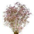 gipsr (4).png