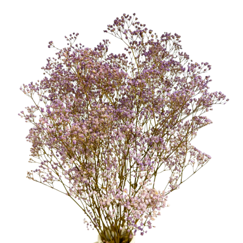 gipsr (4).png