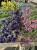 IMG_2761.jpeg