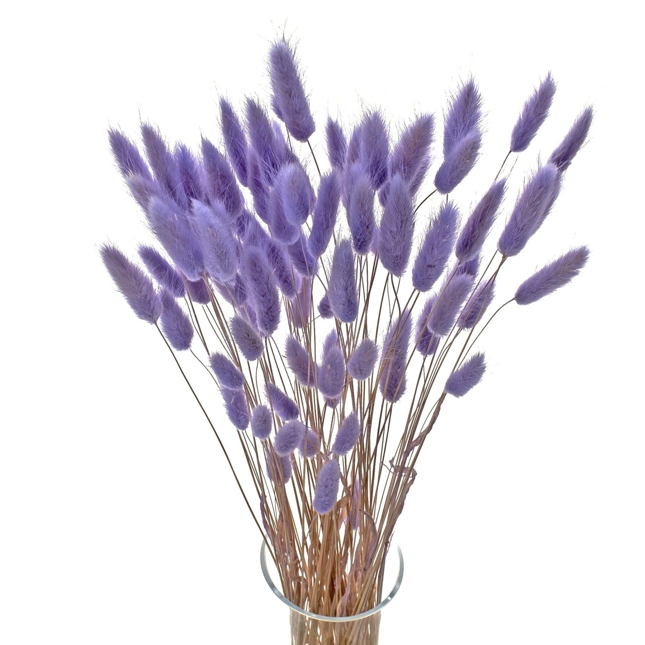 Lagurus dried light violet 50g, approx. 70 pcs.