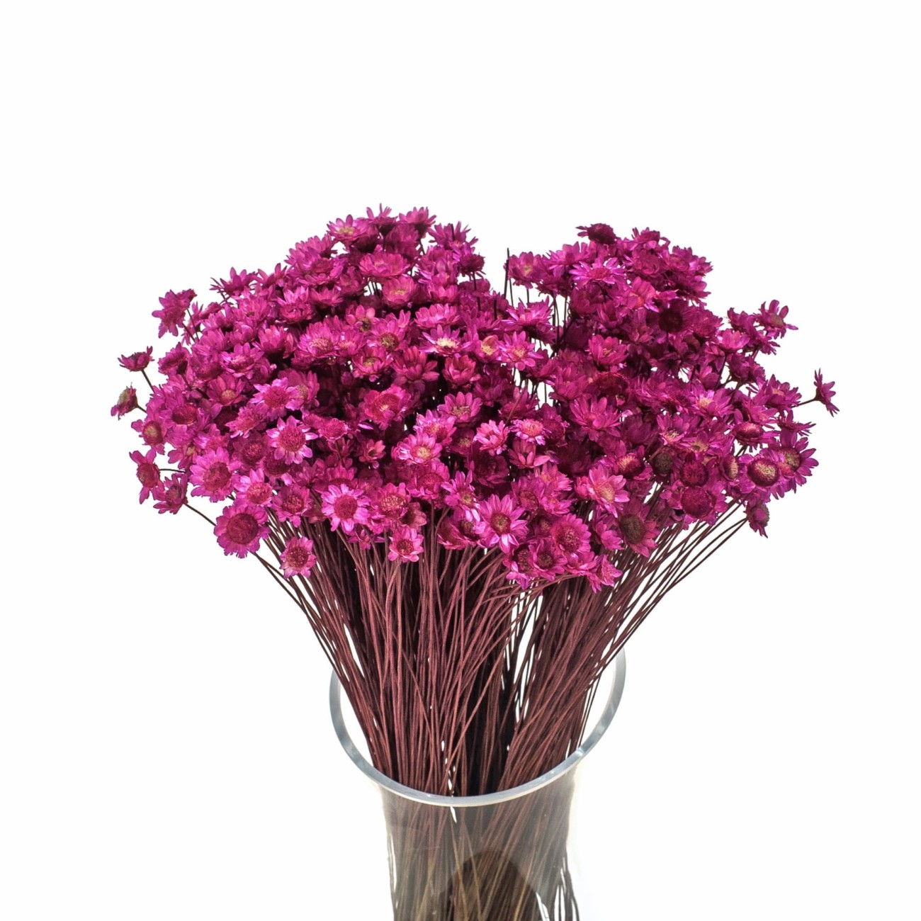 Suszona gliksja fuksja, glixia 50g  - suszone kwiaty 