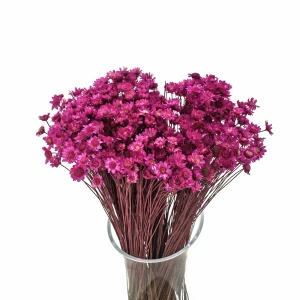 Dried glixia fuchsia - dried flowers 50g