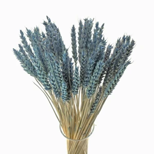Dried blue wheat 60 pcs.