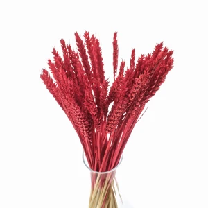Dried red wheat 60 pcs.
