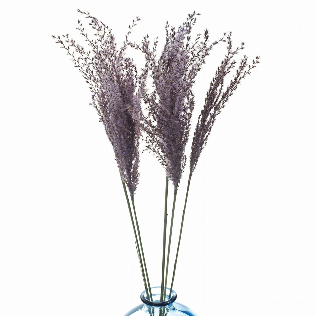 Miscanthus violet dried 5 pcs.