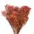 broombr.png