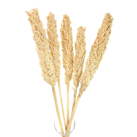 Dried sorghum cream 5 pcs. - dried grains
