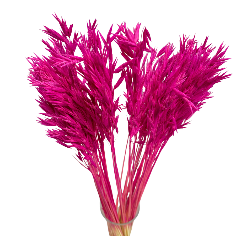 Dried fuchsia oats 50 pcs.