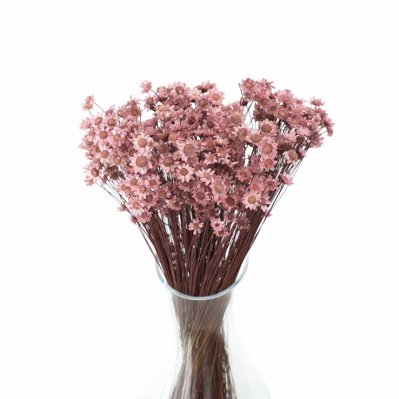 Suszona gliksja różowa, glixia 50g - suszone kwiaty 