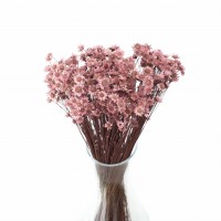 Suszona gliksja różowa, glixia 50g - suszone kwiaty 
