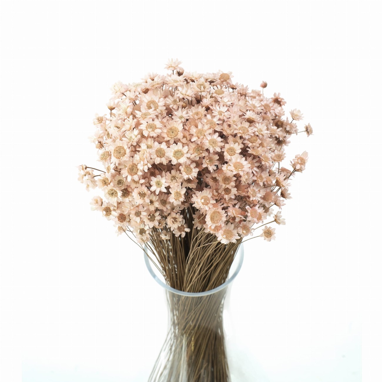 Suszona gliksja jasnoróżowa, glixia - suszone kwiaty 50 g