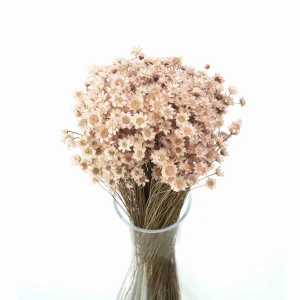 Dried light pink glixia - dried flowers 50 g 